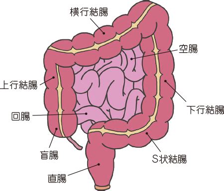 大腸 方向|小腸・大腸の解剖生理 